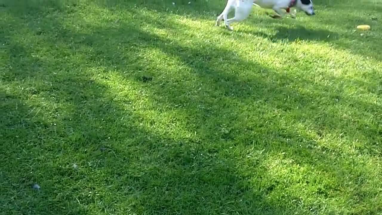 As the other dogs play, the Doberman is learning to be good on the lead.
