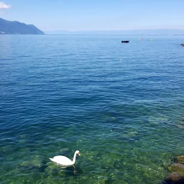 Bird on water in swiss lake