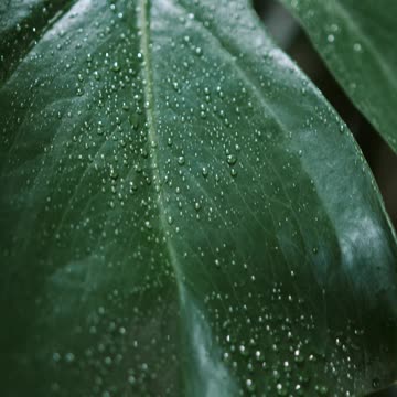 Green leaves in Canada