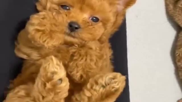 Baby Dogs -Funniest and Cutest Labrador Puppies | Best Funny Animals Videos 2022