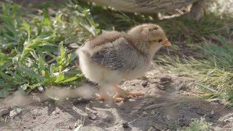 Exploring Chick grass