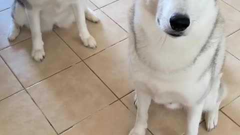 5 Reasons Why Huskies Are The WEIRDEST DOG