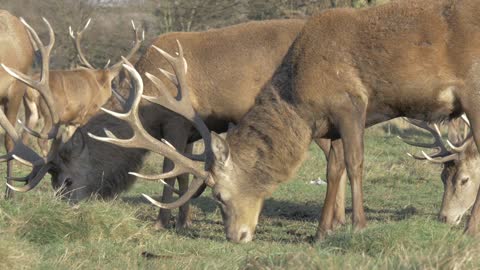 Great Elder Deers Eating Grass In Field