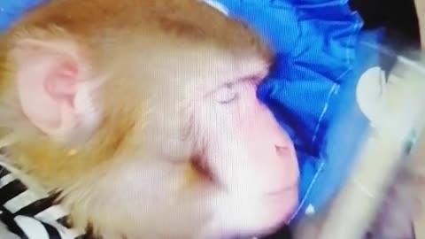 Smartes and selfish monkey