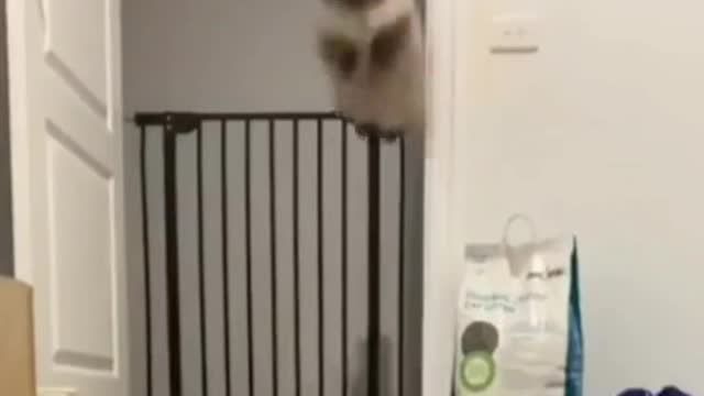 Cat video lovely cat video Playing