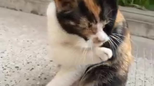 Cats really love cleanliness and lick their feet clean before going home.