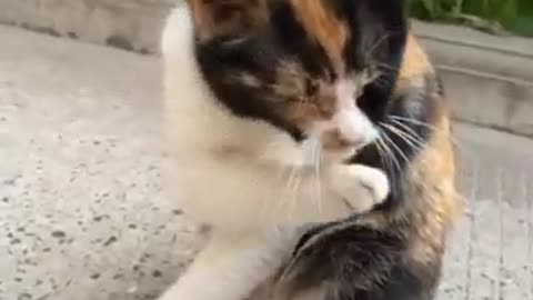 Cats really love cleanliness and lick their feet clean before going home.