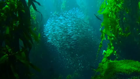Beautiful under water view of a group of fish