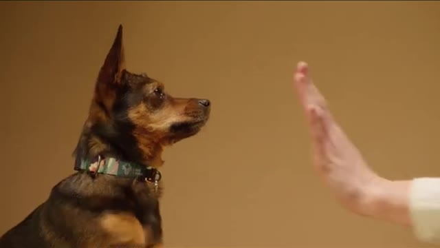Playing with cute dog[beautiful dog]#shorts#cutedogs