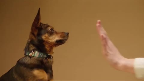 Playing with cute dog[beautiful dog]#shorts#cutedogs