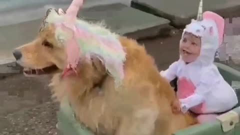 Best Funny Dog And Puppy Videos