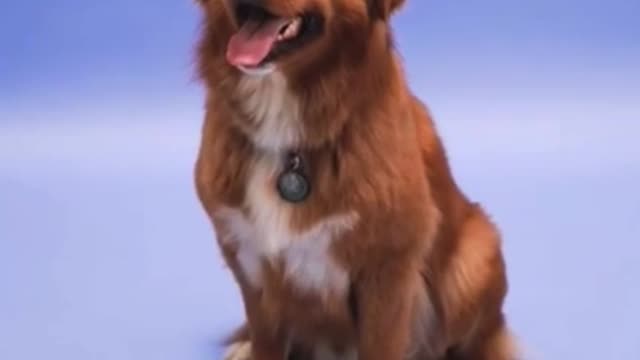 Affectionate Dog
