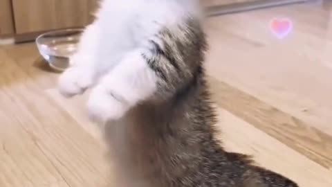 Cute cat dancing