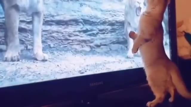 Frightened cat😂