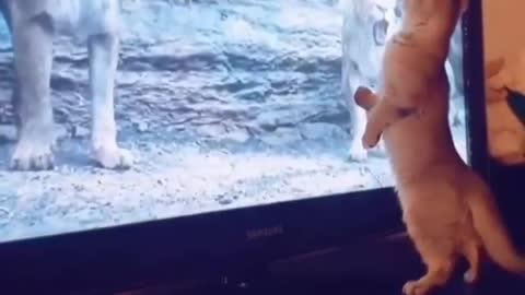 Frightened cat😂