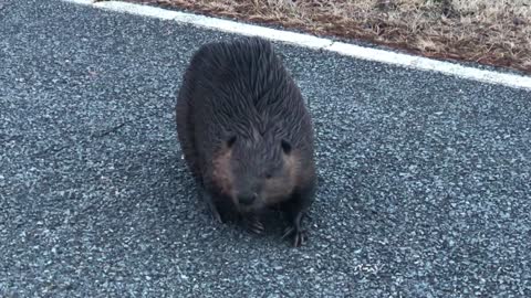 Adorable moment beaver caught crossing the road |Beaver attacks our van