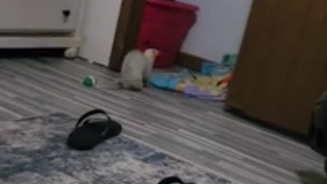 What a cute little guy
