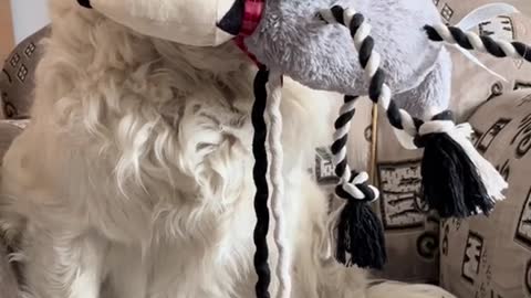 Big white dog toy