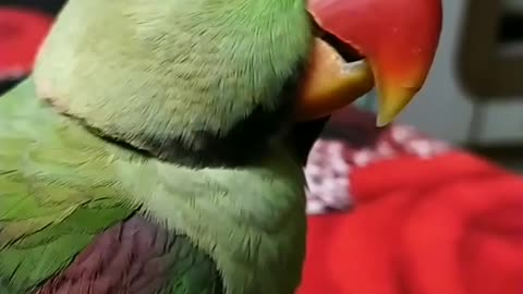 Parrot 🦜 funny 🤣🤣 comedy video