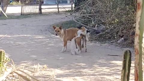 Wow Nice Funny Fake Tiger Prank Dog Run Try To Stop Laugh Challenge 2021