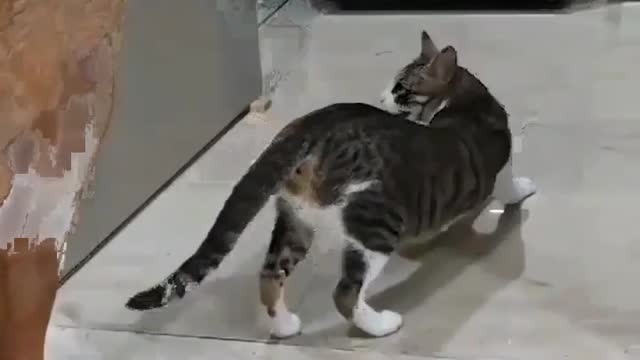 funniest cats and dogs - try not to laugh