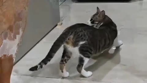funniest cats and dogs - try not to laugh