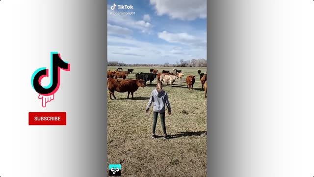 KULIKITAKA CHALLENGE ON ANIMALS