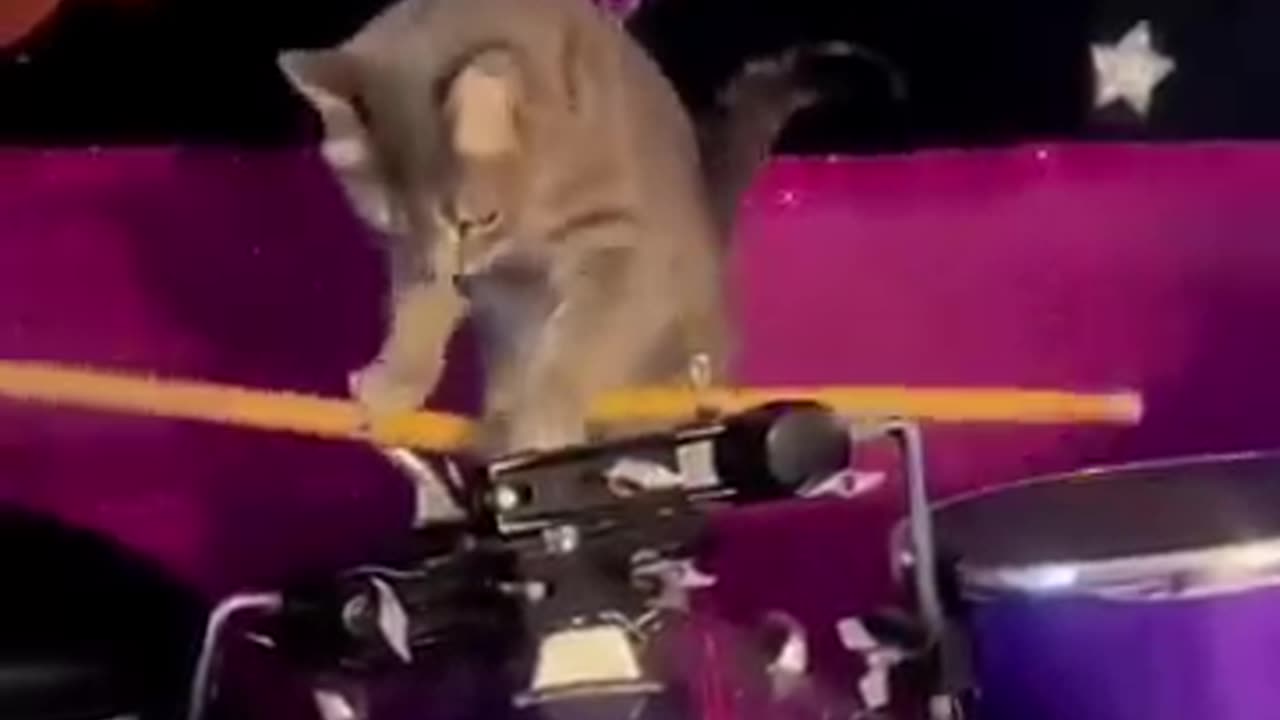 Cat fall in the bad 😁😁