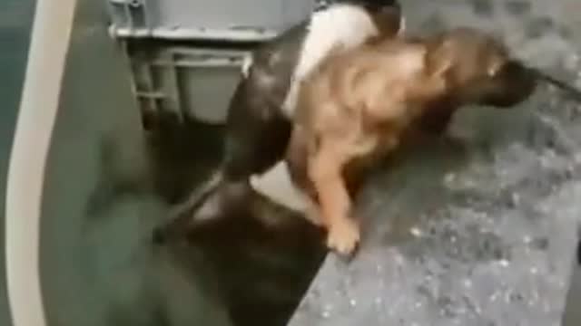 Dog Save Cat