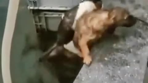 Dog Save Cat