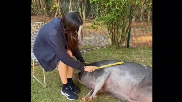 Quando chega visita pig