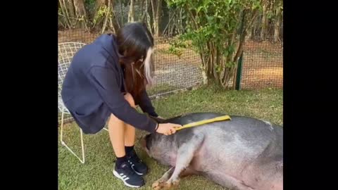 Quando chega visita pig