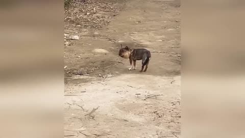 Funny-Cats-And-Dogs-Videos-Best-Funny-An_