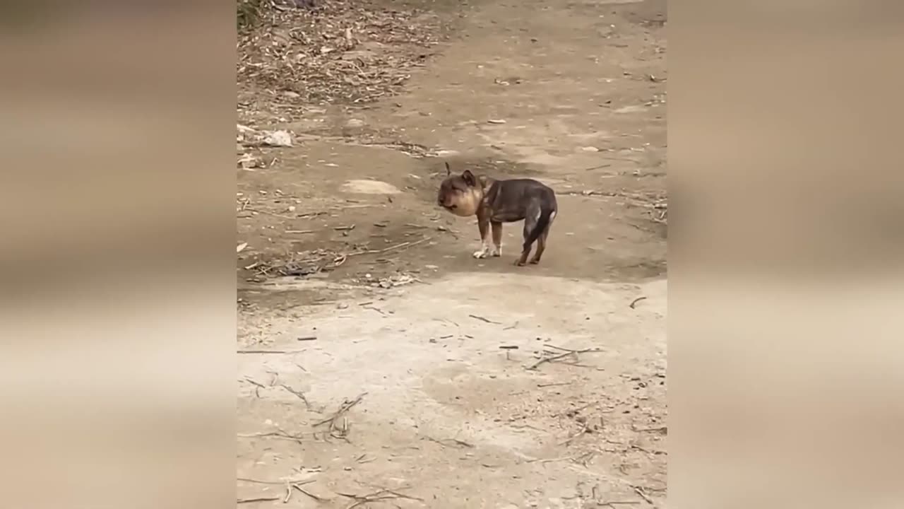 Funny-Cats-And-Dogs-Videos-Best-Funny-An_