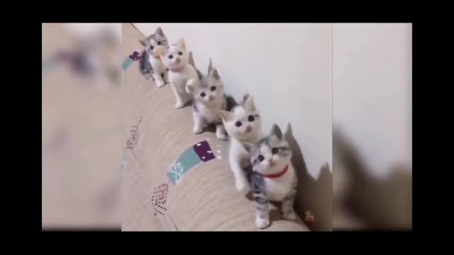 cats videos..catsdogs #cute