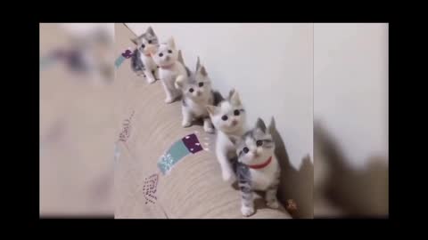 cats videos..catsdogs #cute