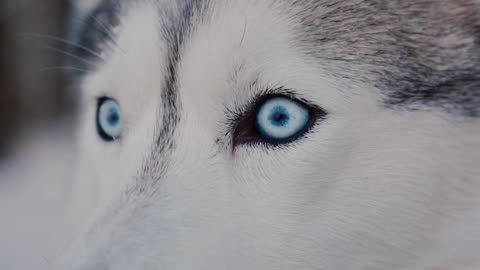 A dog of a special kind.