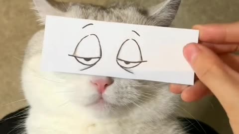 funny cats
