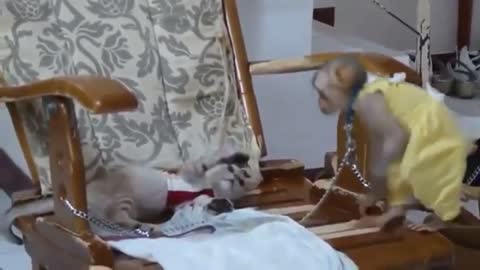 Funny Compilation | Cat vs Monkeys