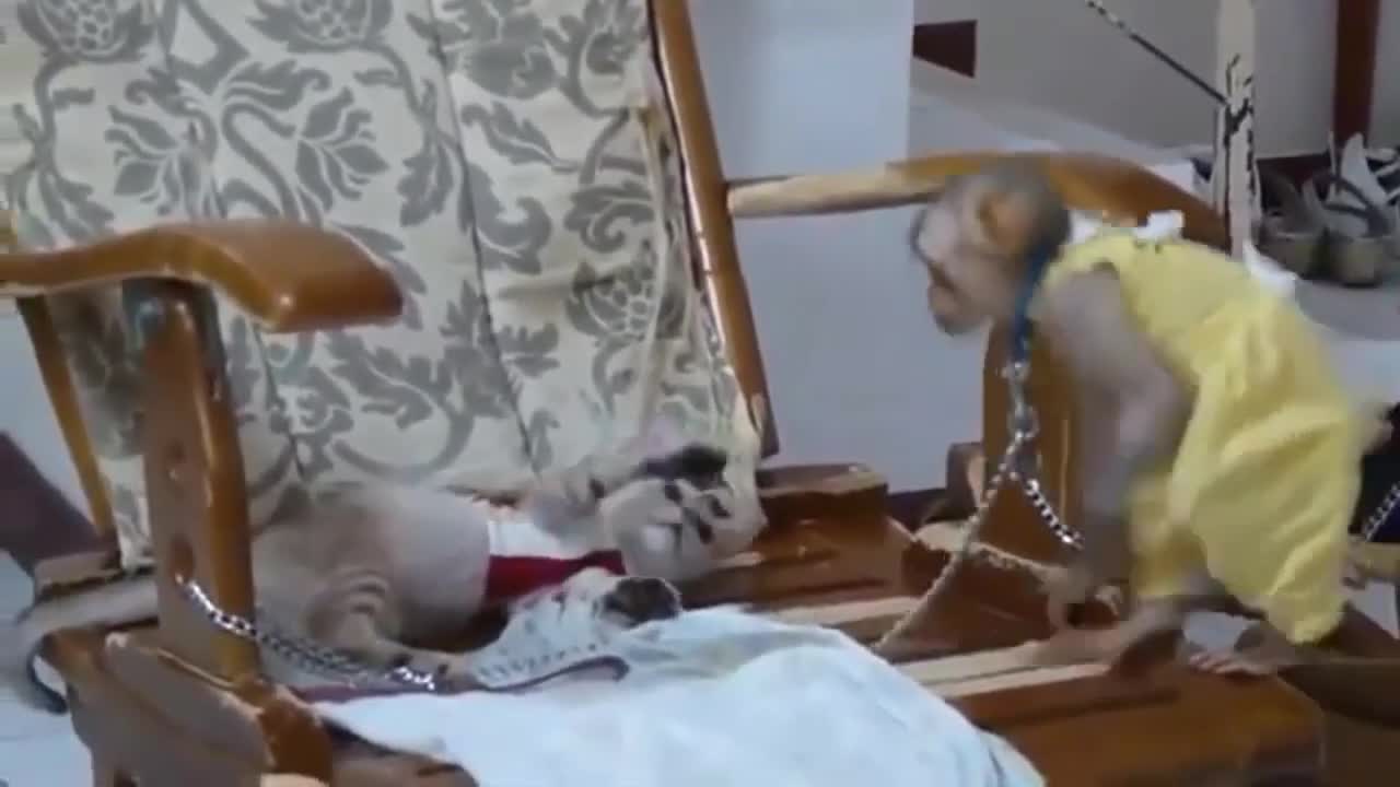 Funny Compilation | Cat vs Monkeys