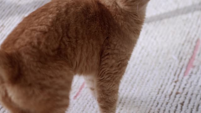 Confused Kitten Looking For Solution