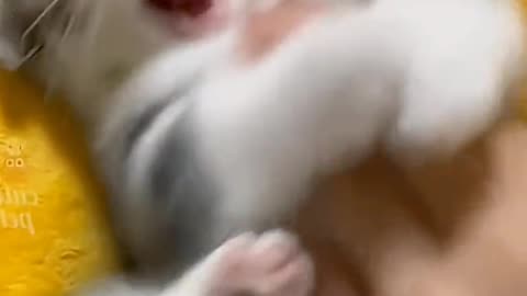 Cat fun video