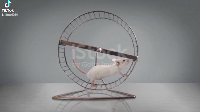 Exercising mouse Running in a Wheel❤️