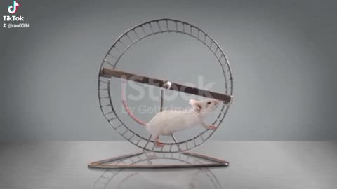 Exercising mouse Running in a Wheel❤️