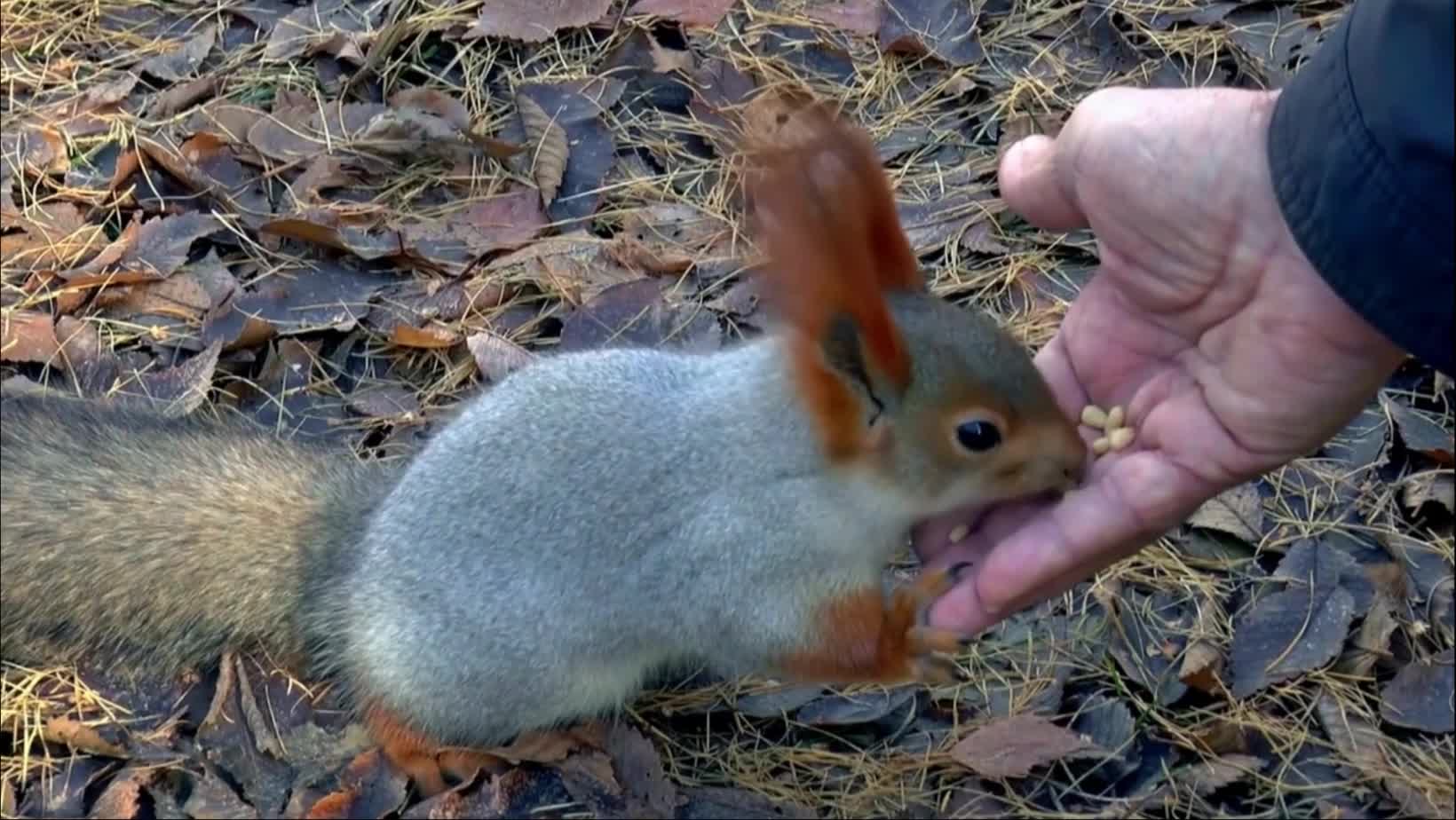 Feeding Cute Squirrel with a Bushy Tail and Tufts on the Ears