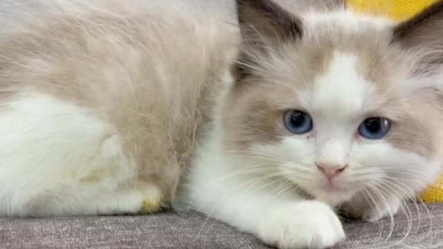 I have a very lazy kitten