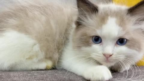 I have a very lazy kitten