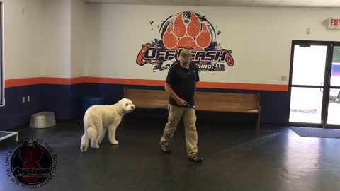 New positive dog training