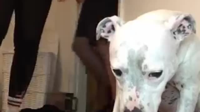 Super FUNNY DOG Videos from! #8 🐶 | Dog Lovers | SHORT & FUNNY Videos🤣