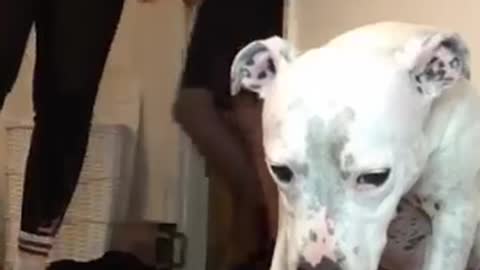 Super FUNNY DOG Videos from! #8 🐶 | Dog Lovers | SHORT & FUNNY Videos🤣